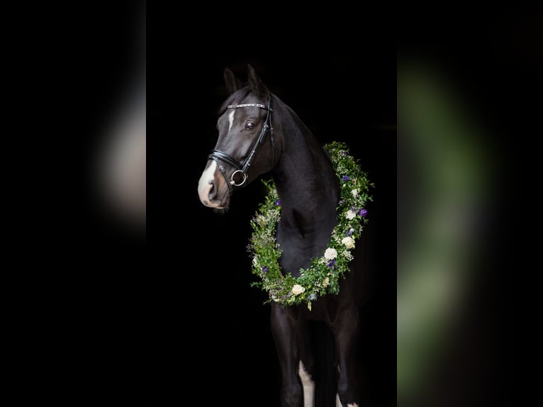 Oldenburger Springpaard Merrie 14 Jaar 168 cm Donkerbruin in Oberwart