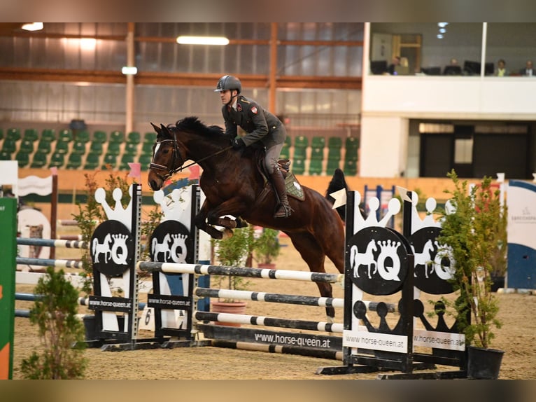 Oldenburger Springpaard Merrie 14 Jaar 170 cm Bruin in Perchtoldsdorf