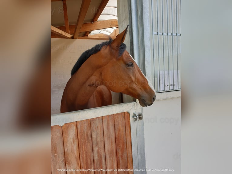 Oldenburger Springpaard Merrie 14 Jaar 171 cm Bruin in T&#xFC;bingen