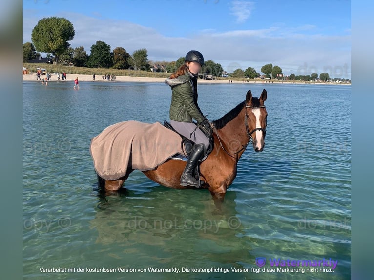 Oldenburger Springpaard Merrie 14 Jaar 171 cm Bruin in T&#xFC;bingen