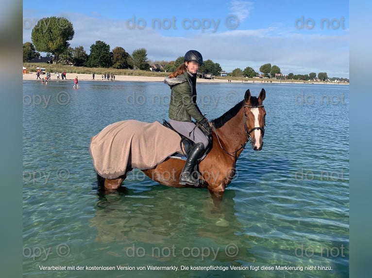 Oldenburger Springpaard Merrie 14 Jaar 171 cm Bruin in T&#xFC;bingen