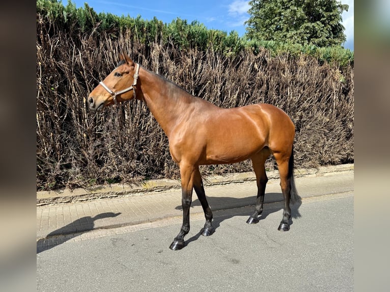 Oldenburger Springpaard Merrie 14 Jaar 175 cm Bruin in Mücke