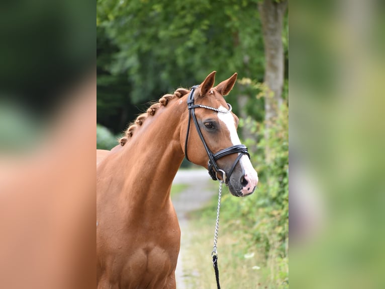 Oldenburger Springpaard Merrie 15 Jaar 160 cm Vos in Edewecht