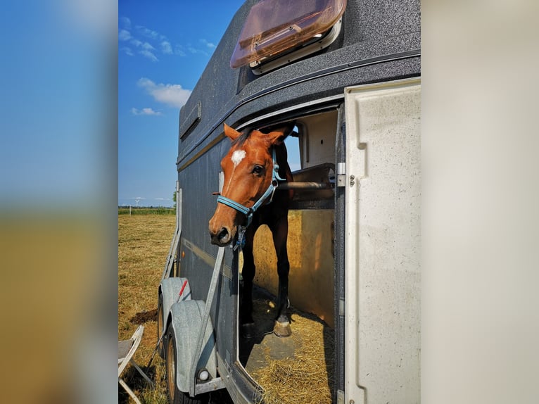 Oldenburger Springpaard Merrie 15 Jaar 163 cm Bruin in Aurich