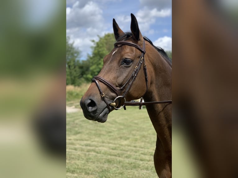 Oldenburger Springpaard Merrie 15 Jaar 163 cm Donkerbruin in Montabaur