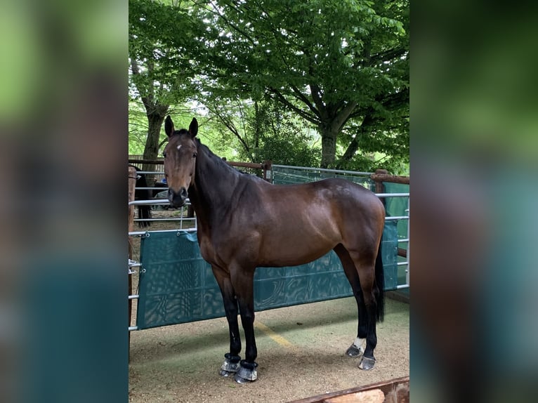 Oldenburger Springpaard Merrie 15 Jaar 163 cm Donkerbruin in Montabaur