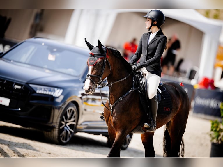 Oldenburger Springpaard Merrie 15 Jaar 163 cm Donkerbruin in Krokowo