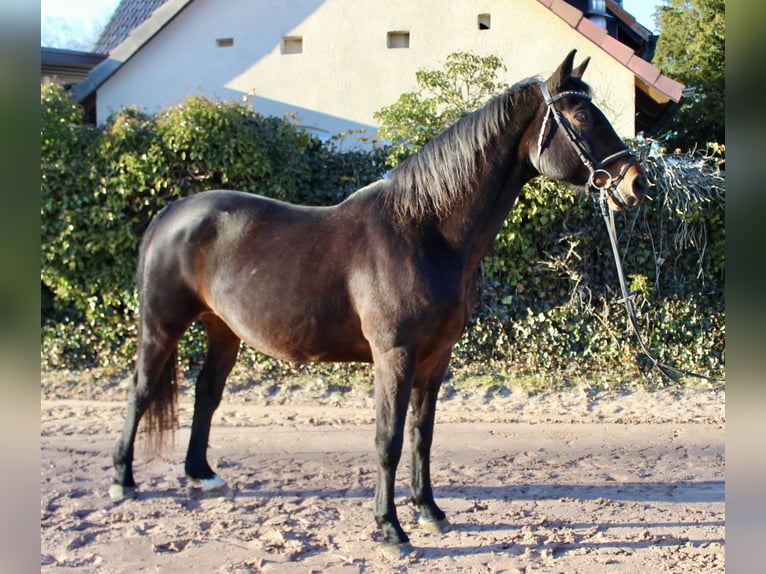 Oldenburger Springpaard Merrie 15 Jaar 164 cm Donkerbruin in Sonnefeld