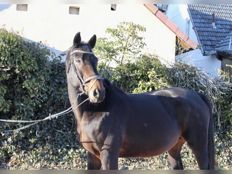 Oldenburger Springpaard Merrie 15 Jaar 164 cm Donkerbruin in Sonnefeld