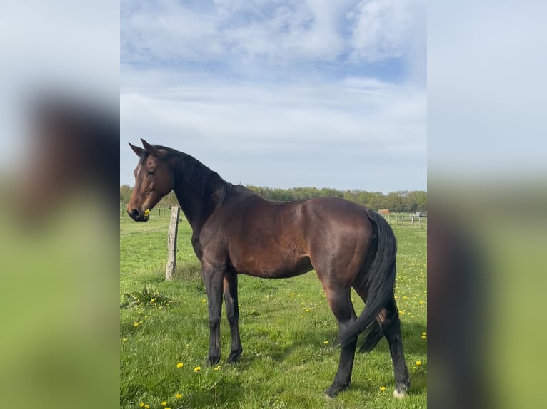 Oldenburger Springpaard Merrie 15 Jaar 166 cm Bruin in Aurich