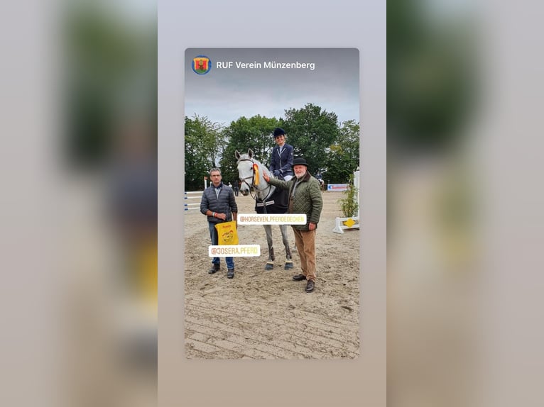 Oldenburger Springpaard Merrie 15 Jaar 166 cm Schimmel in Engelschoff