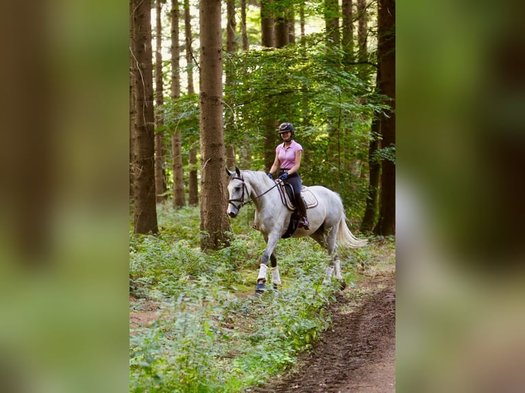 Oldenburger Springpaard Merrie 15 Jaar 166 cm Schimmel in Engelschoff