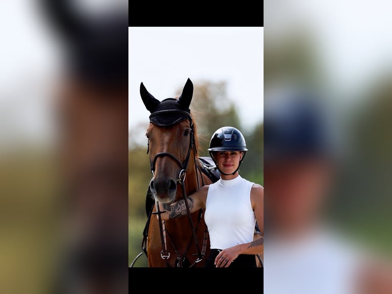 Oldenburger Springpaard Merrie 15 Jaar 167 cm Vos in Altlu&#xDF;heim