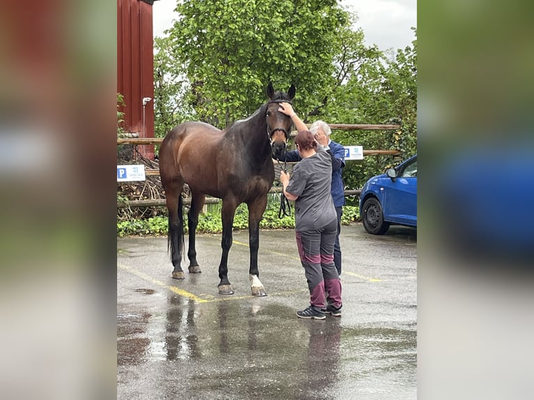Oldenburger Springpaard Merrie 15 Jaar 170 cm Donkerbruin in Oberwil BL