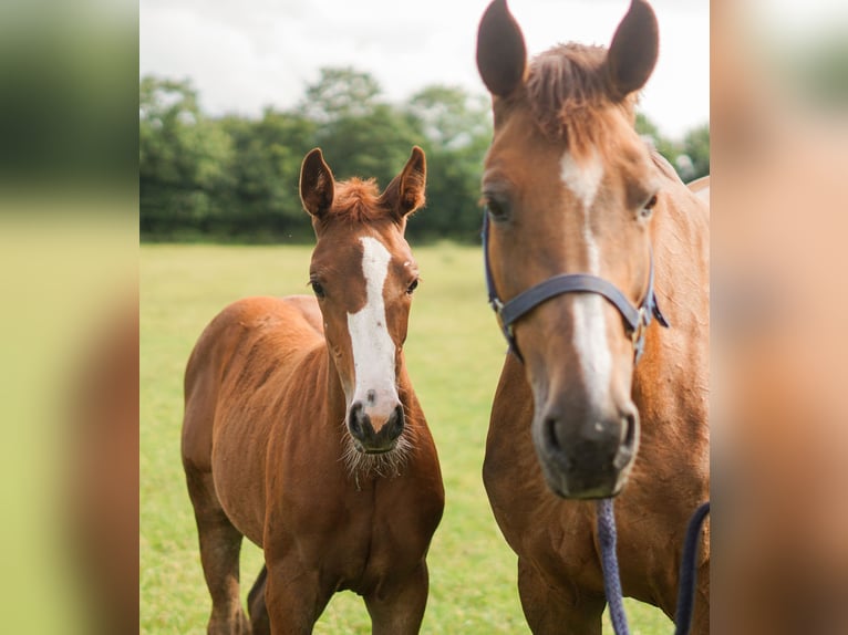 Oldenburger Springpaard Merrie 15 Jaar 171 cm Donkere-vos in Löningen