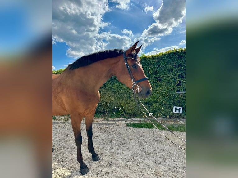 Oldenburger Springpaard Merrie 15 Jaar 172 cm Bruin in Kirchberg an der Murr
