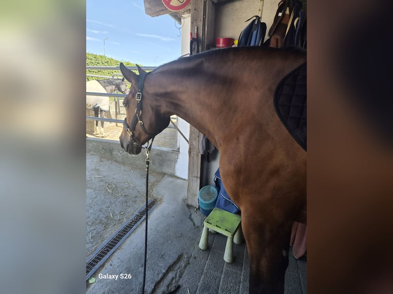 Oldenburger Springpaard Merrie 15 Jaar 172 cm Bruin in Kirchberg an der Murr
