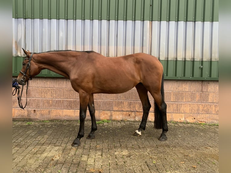 Oldenburger Springpaard Merrie 15 Jaar Bruin in Aurich