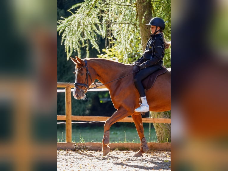 Oldenburger Springpaard Merrie 16 Jaar 163 cm Vos in Königsbronn