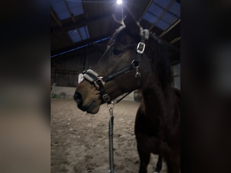 Oldenburger Springpaard Merrie 16 Jaar 165 cm Bruin in Edewecht