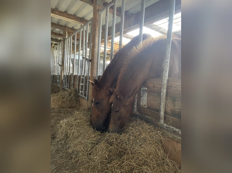 Oldenburger Springpaard Merrie 16 Jaar 167 cm Donkere-vos in Gro&#xDF;efehn Bagband