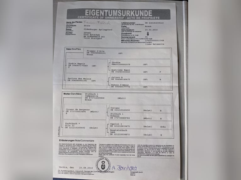 Oldenburger Springpaard Merrie 16 Jaar 168 cm Bruin in Leonberg