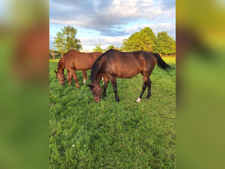 Oldenburger Springpaard Merrie 16 Jaar 168 cm Donkerbruin in Rehburg-Loccum M&#xFC;nchehagen