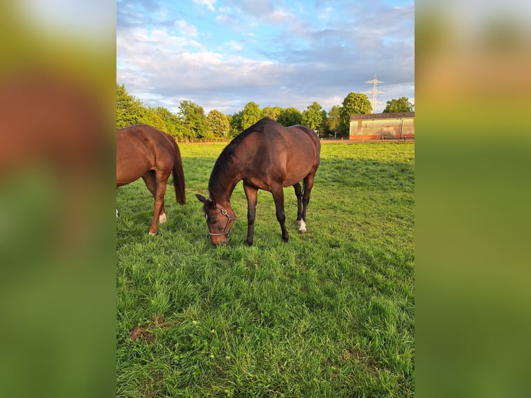 Oldenburger Springpaard Merrie 16 Jaar 168 cm Donkerbruin in Rehburg-Loccum M&#xFC;nchehagen