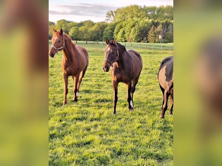 Oldenburger Springpaard Merrie 16 Jaar 168 cm Donkerbruin in Rehburg-Loccum M&#xFC;nchehagen