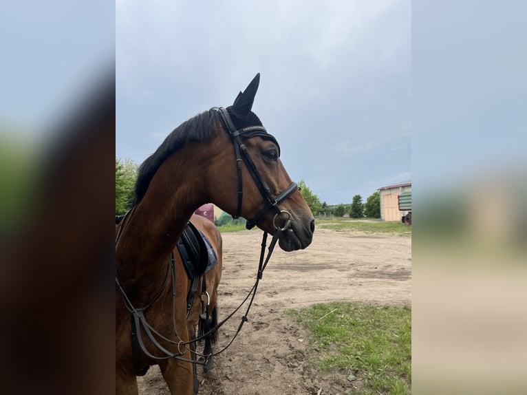 Oldenburger Springpaard Merrie 16 Jaar 170 cm Bruin in Crivitz