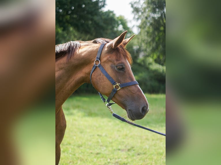 Oldenburger Springpaard Merrie 16 Jaar 171 cm Donkere-vos in Löningen