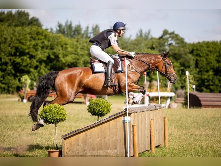 Oldenburger Springpaard Merrie 17 Jaar 165 cm Bruin in Salzhausen