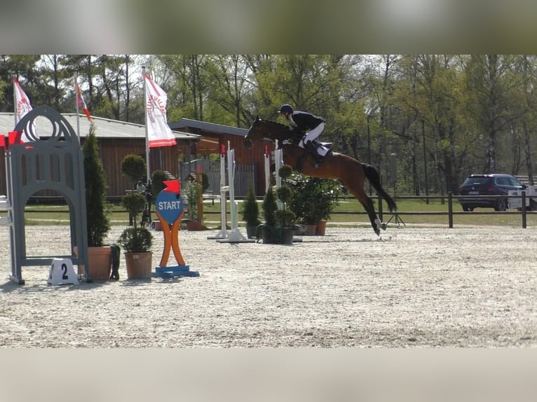 Oldenburger Springpaard Merrie 17 Jaar 165 cm Bruin in Salzhausen