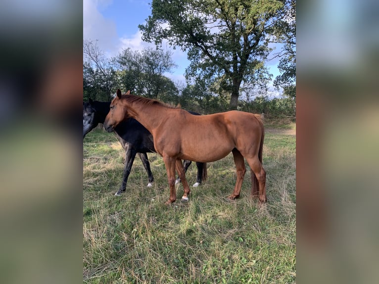 Oldenburger Springpaard Merrie 17 Jaar 167 cm Donkere-vos in Großefehn Bagband