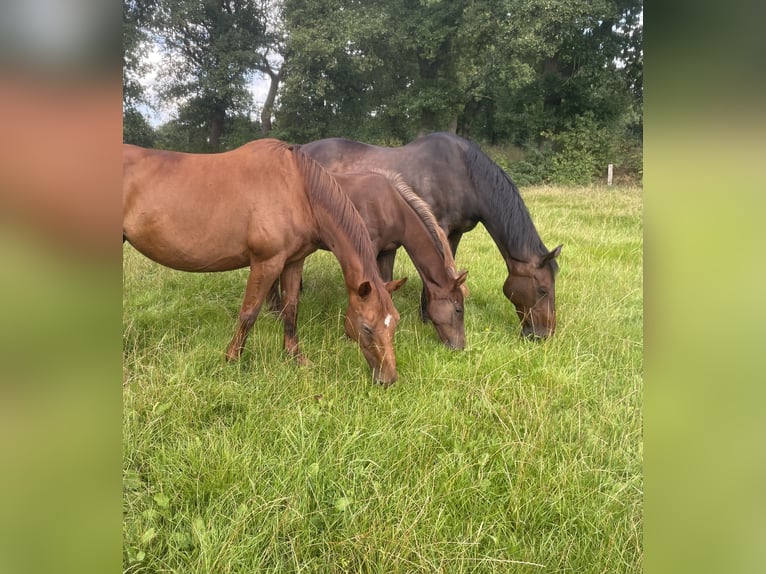 Oldenburger Springpaard Merrie 17 Jaar 167 cm Donkere-vos in Großefehn Bagband