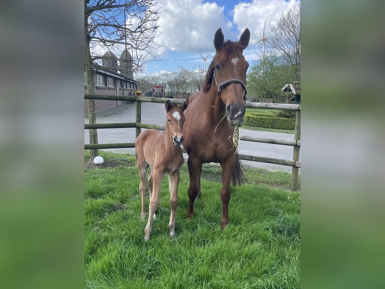 Oldenburger Springpaard Merrie 17 Jaar 167 cm Donkere-vos in Großefehn Bagband