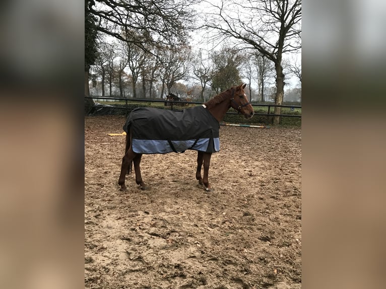 Oldenburger Springpaard Merrie 17 Jaar 167 cm Donkere-vos in Großefehn Bagband