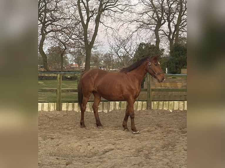 Oldenburger Springpaard Merrie 17 Jaar 167 cm Donkere-vos in Großefehn Bagband
