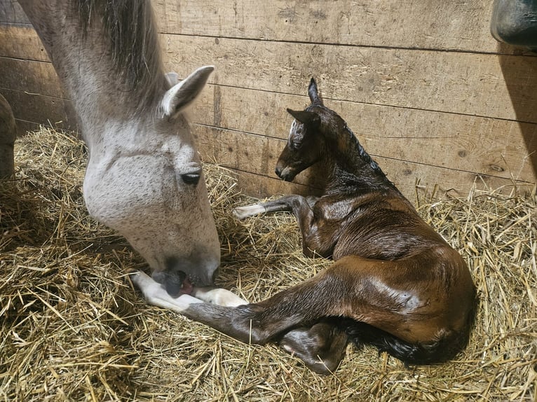Oldenburger Springpaard Merrie 17 Jaar 167 cm Vliegenschimmel in Bismark (Altmark) OT B&#xFC;ste