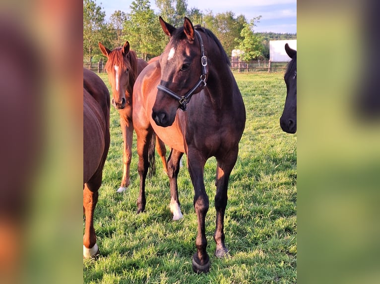 Oldenburger Springpaard Merrie 17 Jaar 168 cm Donkerbruin in Rehburg-Loccum Münchehagen