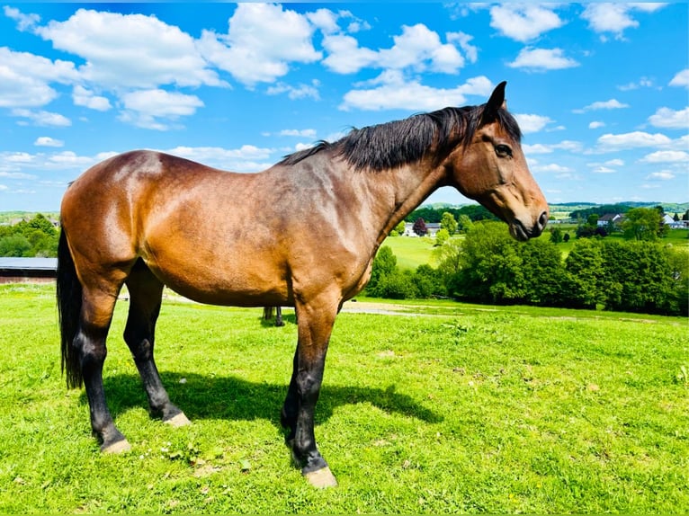 Oldenburger Springpaard Merrie 17 Jaar 178 cm Donkerbruin in Lindlar