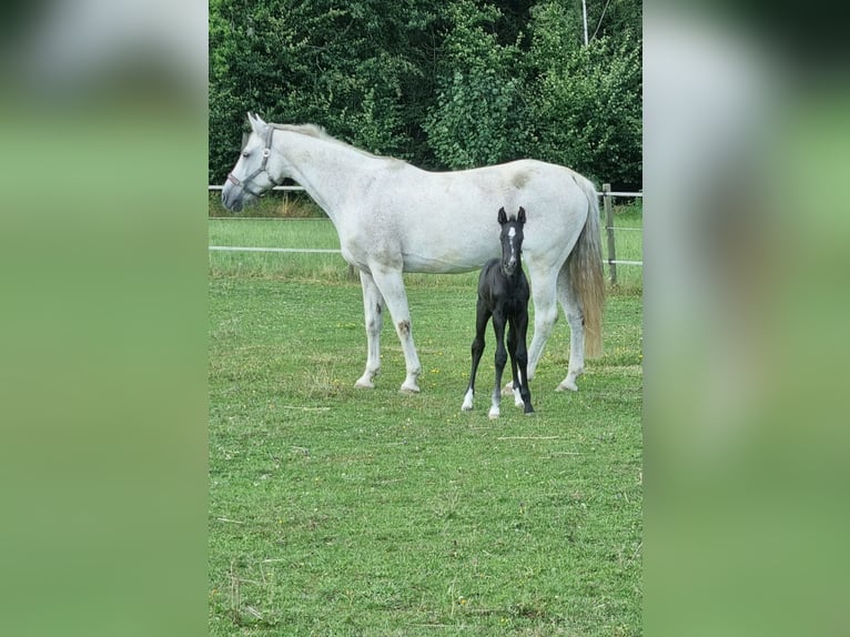 Oldenburger Springpaard Merrie 18 Jaar 165 cm Schimmel in Berg