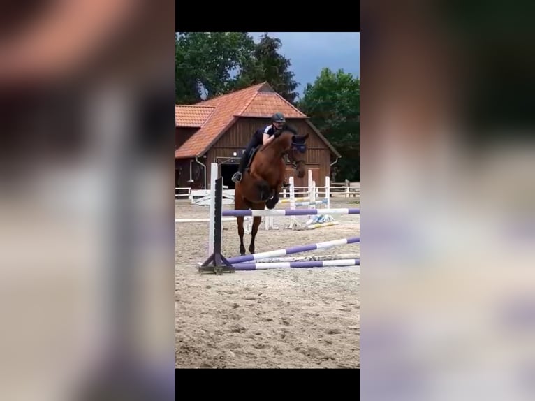 Oldenburger Springpaard Merrie 18 Jaar 168 cm Bruin in Winsen (Aller)