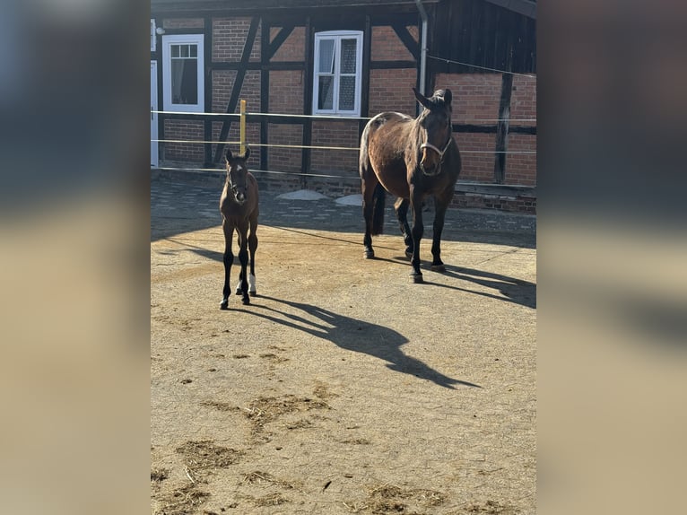Oldenburger Springpaard Merrie 18 Jaar 168 cm Bruin in Winsen (Aller)
