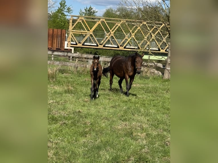Oldenburger Springpaard Merrie 18 Jaar 168 cm Bruin in Winsen (Aller)