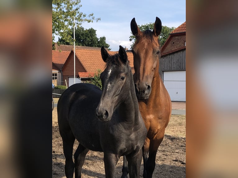 Oldenburger Springpaard Merrie 18 Jaar 168 cm Bruin in Winsen (Aller)
