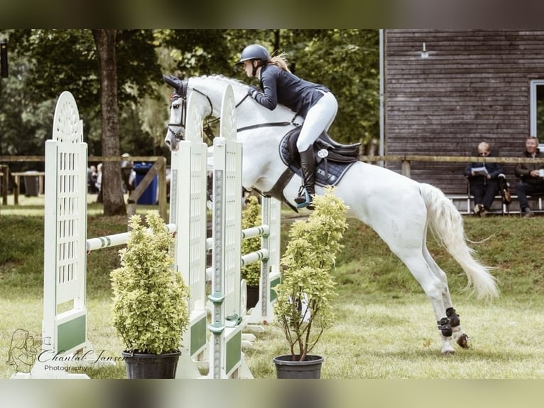 Oldenburger Springpaard Merrie 19 Jaar 164 cm Schimmel in Lingen