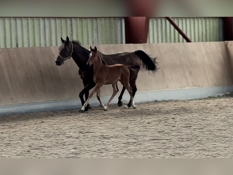 Oldenburger Springpaard Merrie 1 Jaar 167 cm Bruin in Berg