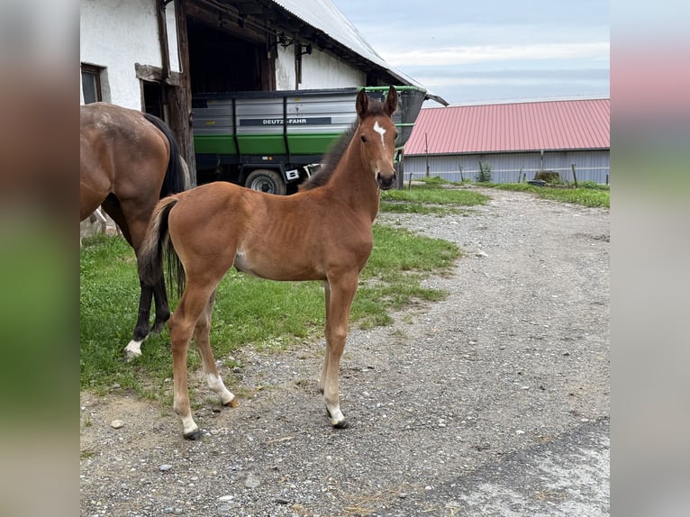 Oldenburger Springpaard Merrie 1 Jaar 167 cm Bruin in Berg