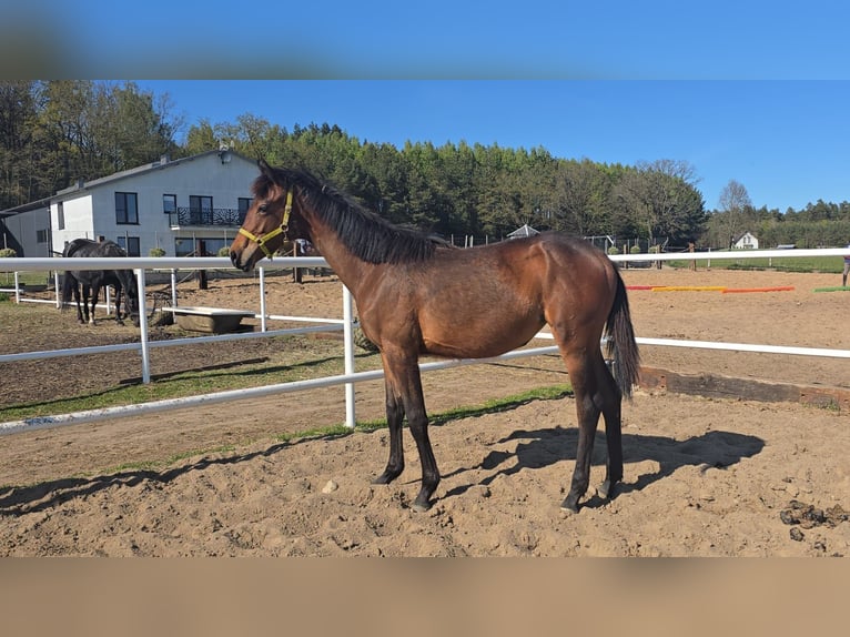 Oldenburger Springpaard Merrie 1 Jaar 168 cm Bruin in L&#x119;bork